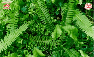 Daun turi