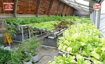 Farm to Table: Pengertian dan Manfaatnya untuk Kehidupan