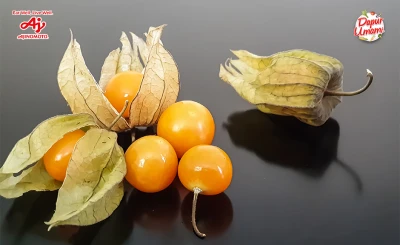 Ragam Manfaat Ciplukan (Golden Berry) yang Tak Hanya Tinggi Antioksidan