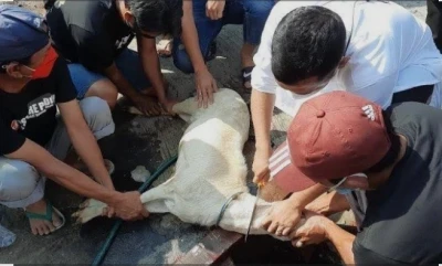 Adab Menyembelih Hewan Kurban #CeritaIdulAdha