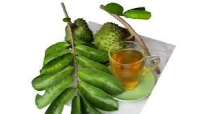 Air rebusan daun sirsak