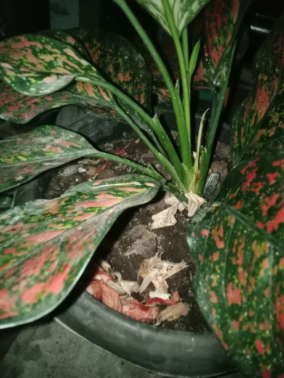 Ajinomoto yang Bikin Tanamanku Subur
