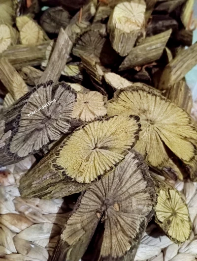 Akar Kayu BAJAKAH