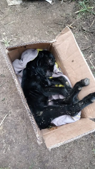 Aktifitas pagi pagi ramadan ngurus anak kambing