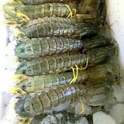 Apakah Udang Ronggeng bisa dimakan?