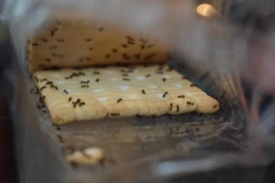 Awas!!! Makanan Disemuti Jangan Di Makan Lagi!