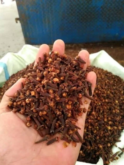 Bentuk cengkeh atau clove