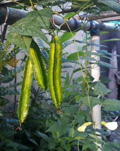 Berkebun Ria Sambil Ngabuburit