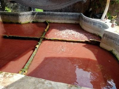 Bersihin Kolam Lele Buat Panen di hari Minggu 🦈🐟