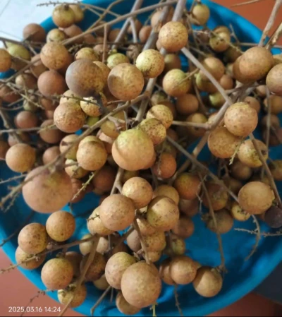 Buah Kelengkeng dari halaman rumah