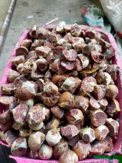 Buah Pinang Banyak Manfaatnya
