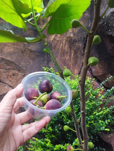 Buah Tin