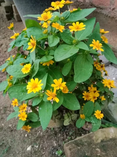 Bunga melampodium