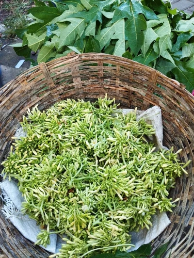 Bunga pepaya