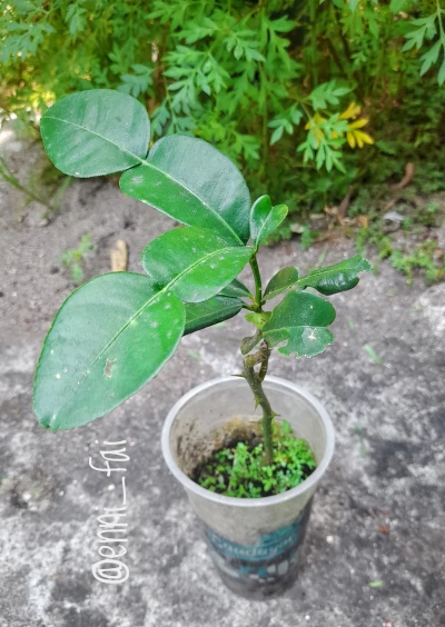 Cara Menanam Jeruk Purut Dengan Cara Stek Batang