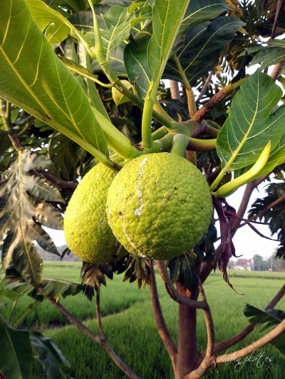 Cara Mengolah Sukun, Buah Roti yang Memikat Lidah