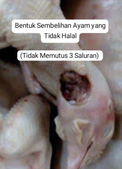 Ciri-Ciri Ayam Potong Yang Tidak Halal #JurnalRamadan