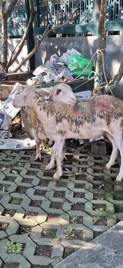 Ciri Ciri Hewan Kambing Untuk Kurban Idul Adha
