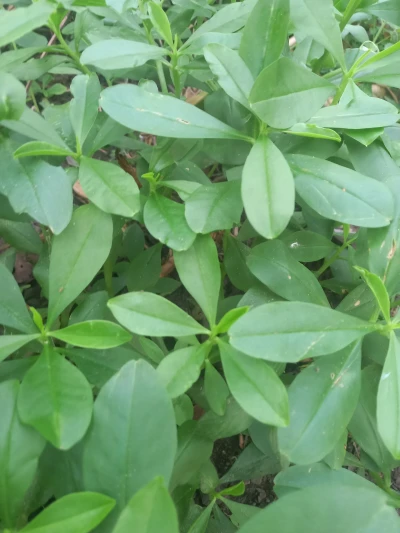 Daun Ginseng