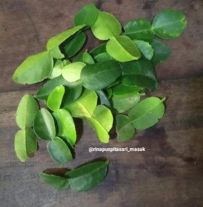 Daun Jeruk Suka Sekali