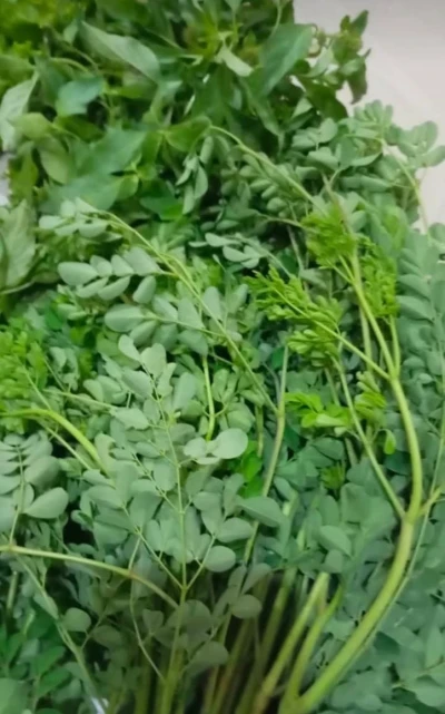DAUN KELOR