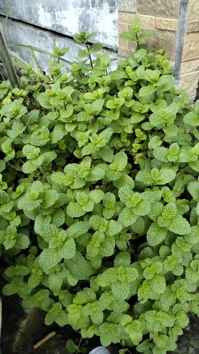 Daun Mint