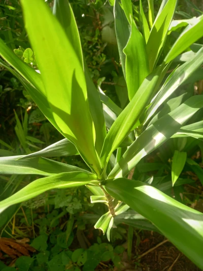 Daun Suji