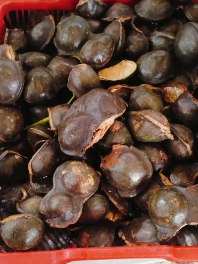 Doyan sama jengkol umamichi?