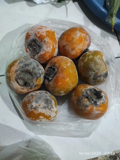 Enaknya Makan Buah Kesemek