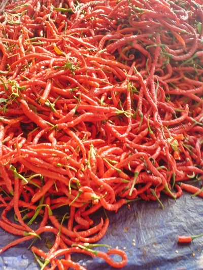 Harga cabe terpantau standard cenderung murah