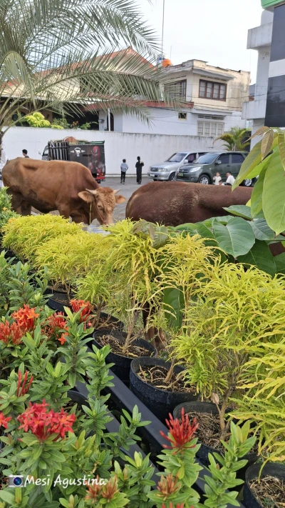 Hari Ke-2 Idul Adha 2025