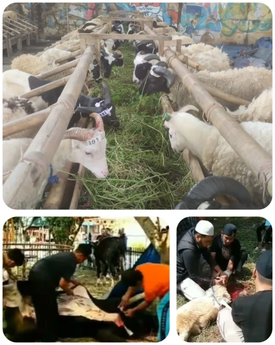 Ied Adha 1446 H #ceritaiduladha Day 1