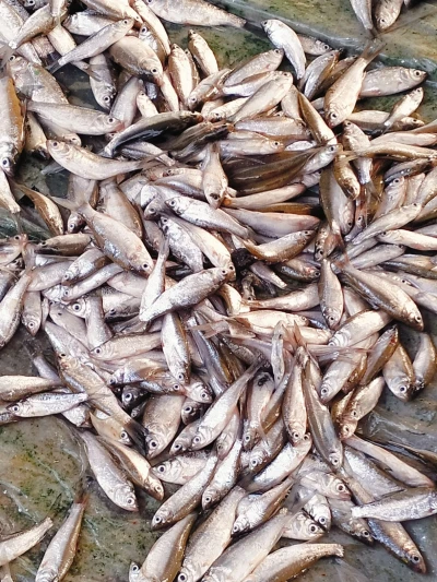 Ikan Lambak