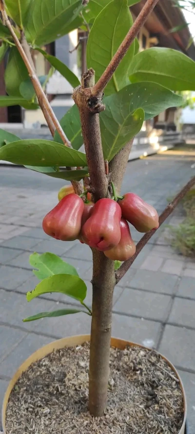 Jambu