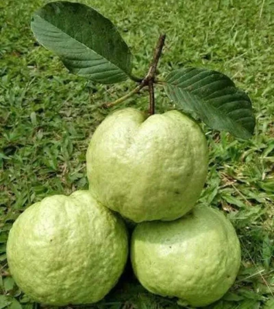 Jambu kristal