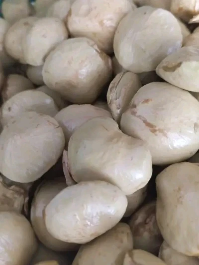 Jebgkol