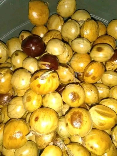Jengkol