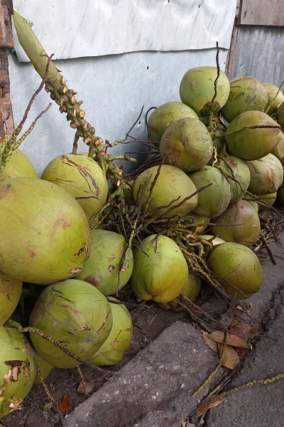 #Jurnal Ramadan Hari Ke 8 Mencari Kelapa Muda