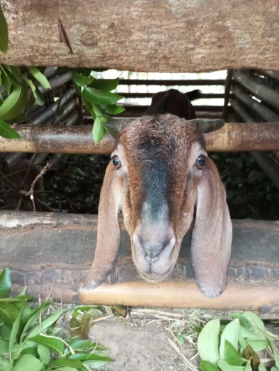 Kambing Qurban