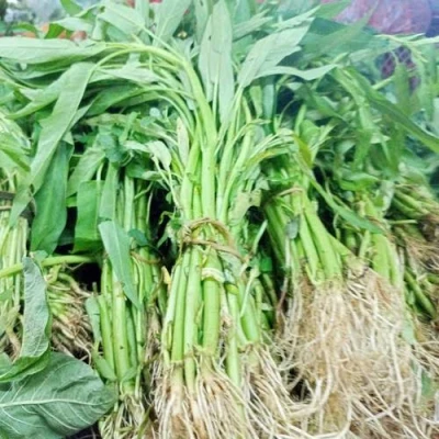 Kangkung