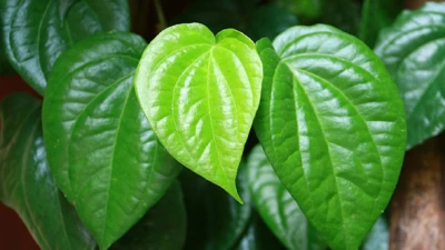 Kegunaan daun sirih