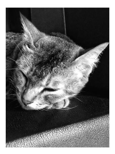 Kucing, Hewan Lucu di Sekitar Kita