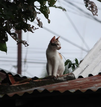 Kucing Hewan Penuh Makna
