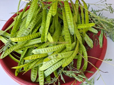 Lamtoro