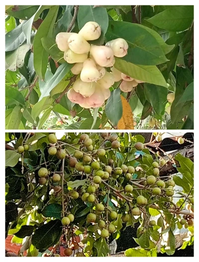 Lebih suka buah jambu atau buah lengkeng?