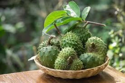 Manfaat buah sirsak