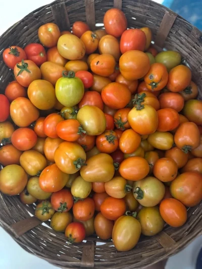 Manfaat buah tomat