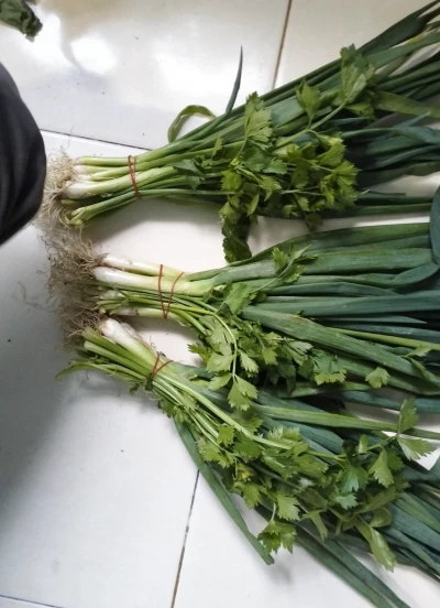 Manfaat daun bawang dan daun sop