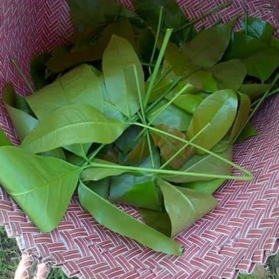 Manfaat daun melinjo