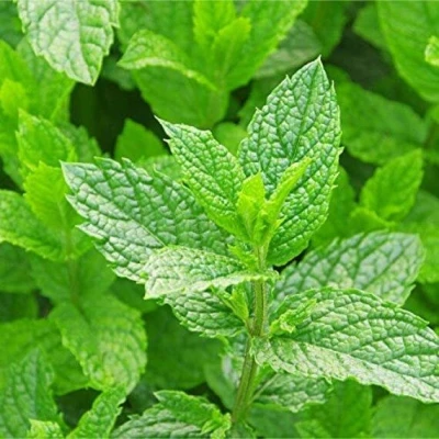 Manfaat daun mint